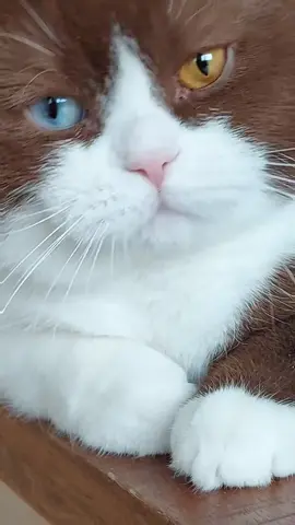 Cute boy, cinnamon white, Odd eyed❤️❤️ #cateyes #oddeyed #oddeyedcat #chonkycat #funnycat #livemylife #fy #fyp 