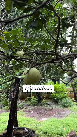#ကျွေးကောသီး#😊