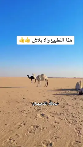 #قصيدة  #شيلة #شعر #قصيد #الشعب_الصيني_ماله_حل #ابل #مغاتير #مزاين #بكره #حواره #شديد #رحول #ذلول #الابل  #هوبال #عوبال #سواحل #ساحليه #هجن #شكر #عتيبه #قحطان 