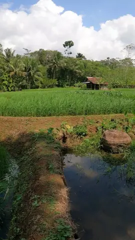 Pesona Alam Pedesaan Yang Indah Dengan Pemandangan Sawah Yang Hijau...#alampedesaan #pedesaanindonesia #pedesaan #suasanapedesaan #pedesaansunda #kampungsunda #lemburkuring #kampunghalaman #sunda #indonesia #explore #nature #viralvideo #foryoupage #viral #fyp 