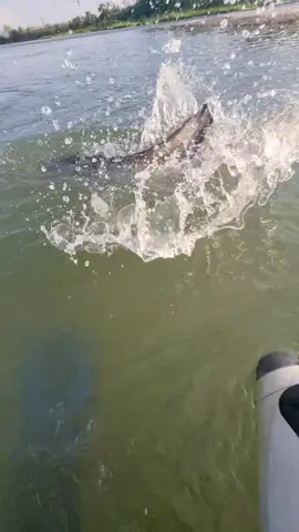 #fishing #pesca #wedkarstwo #catfish #siluro #sum #predatorfish #spinfishing #rivergishing #monsterfish #sports #deporte 