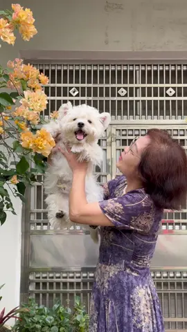 My mom, who didn’t allow me to have a dog#dogsoftiktok #littlemanyu #shiba #cute #westie 