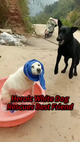 Heroic white dog rescues best friend from river #dog #animals #foryou #rescue #friendship 