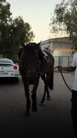 #بدر_الحسينان 🐎