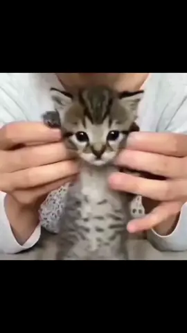 #kitty #real #funny #cat #cats #catsoftiktok #sillycats #cute #mfdoomtok #rap 