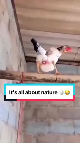 Its all about nature 🥚#viralhook #funny #transition 