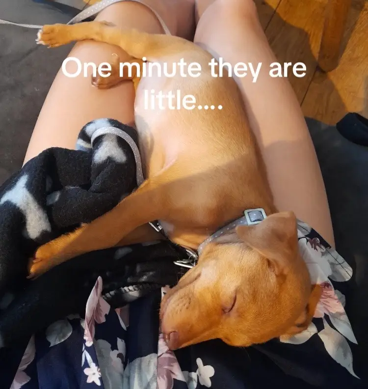 They grow up too quick 😢😂 #dog #dogsoftiktok #dogs #little #grow 