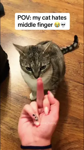 Look at the end…😭 Funny cats videos #cat #funnyanimals #funnypets #fyp 