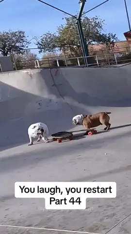 #funnyvideos #fyp #youlaughyourestart #dogs 