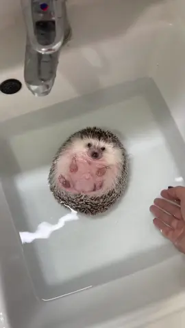 #tiktok #pet #hedgehog  Take a comfortable bath~