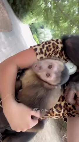 Monkey mama life🩷🐒 • Come meet these babies on an unforgettable journey to Myrtle Beach Safari  • • • #Chimps #chimpanzee #chimps #apes #cuteanimals #animalsaddict #animals #explorepage #animals #animallover #monkey #monkeys #monkeyseemonkeydo #monkeylove #onelove #family #myfamily #riolilly #tara #rioandtara #capuchin 