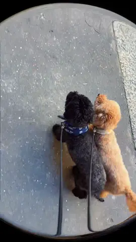 @Charli XCX ❇️❇️❇️ #brat #bratsummer #slay #amototale #poodles #barboncino #poodle #serve #perte #fyp #charlixcx 