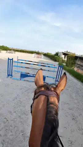Horse rider’s POV: Me & Lanimo jumped a bird 🦅in Belgium🇧🇪#gbassi #cavalli #equitazione #showjumping #horseoftiktok #equestrian #equitation #cavalliditiktok #horse #horses #equine 