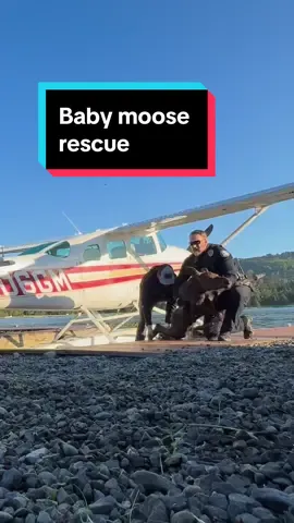 The reunion of mama and baby moose at the end…🫎❤️ #animalkind #babyanimals #animalrescue #goodnews #moose #hero 