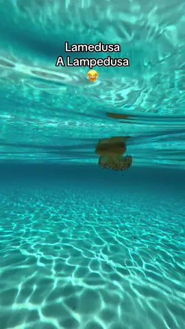 Meravigliosa medusa Cassiopea all’isola dei conigli… totalmente innocua e bellissima 🥹💙 #lampedusa #isoladeiconigli #medusa #cassiopeia #perte #foryou #viral #foryoupage #voliamoneiperte #virale #ypfッ #viralvideo #viraltiktok #foru #goviral 