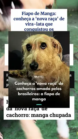 FIAPO DE MANGA 🥭 Dos criadores do “Vira-lata Caramelo”, veio ai: “Vira-lata Fiapo de Manga” 🙈 Nos últimos dias tem se falado muito nesse novo “tipo” de cachorro, que nada mais é do que um vira-lata caramelo, só que barbichinhas 😂😂 E claro, nossos 3 fiapinhos de manga não iam ficar fora dessa trend 🫢. São eles: gauchinho Carlinhos, Theo e Timtim! Bora compartilhar para ajudar nossos princípes a encontrarem um lar? Quem quiser adotar é só chamar no número: (13) 99708-4953.