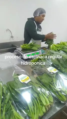 #superame #perdonarteparaque #emiliamermes #tiktok #comerciantes #hidroponia #mayoristasperu #mercados #minoristas #verduleria #fyppppppppppppppppppppppp 