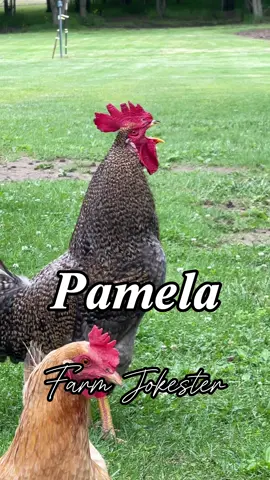 Pamela your rooster is looking for you!!!! Get the cluck over here! OA: @borariechorar  #pamela #pam #pami #rooster #chickens #chickensofinstagram #comedy #geese #funnyanimals #featheryfinetime #motherclucker #farmjokester #nameyellingchicken 