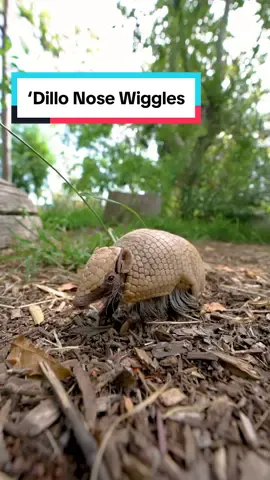 The ‘dillos dont jiggle jiggle, they roll!  #armadillo #nosewiggles #sandiegozoo 