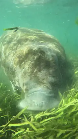 . Just a munching manatee!🌿 The grass looks pretty yummy to the manatees!💚 . . . #birdsunderwater #manatee #manatees #seacow #crystalriver #florida #diveshop #travel #explore #nature #sea #ocean #wild #earth #spring #snorkel #swim #passiveobservation