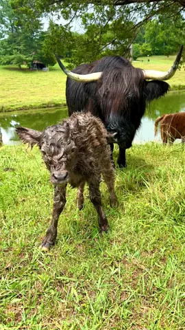 Nothing better than fresh calves, Especially fluffy little heifers! 💗🐮💗#highlandcow #minicow #minicowsoftiktok #minicowsforsale #fluffycow #fluffycow #fluffycowsoftiktok #fluffycows #fyp #