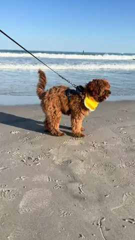 Bali’s first trip to the beach ☺️🌊🐚 #Summer #beachday #puppy #puppydog #dogtok #puppylife #dogsoftiktok #puppylove #fyp 