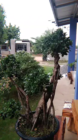 ดูความสวยของ ต้นช้อนเงินช้อนทองคับ