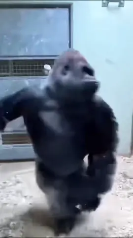 Spin #lamaritza #maritza #relateable #trending #dance #spin #foryou #gorillas #monkey #dancechallenge #viral #viraltiktok #foryoupage #dancing #song #songs 