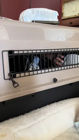 p.s.a: no child was harmed in the making of this video 😭 #for #you #foryou #foryoupage #fypシ゚viral #fyppppppppppppppppppppppp #fun #funny #funnyvideos #japanese #filipino #dog #scarymovie #scary 