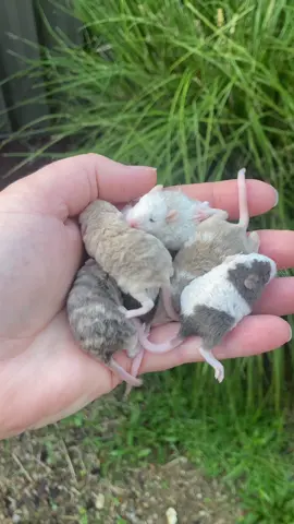 Baby mice snuggle piles are the cutest.  #mice #mouse #petmouse #petmice #rexmice #rexmouse #fancymice #fancymouse #fancymicebreeder #micebreeding #mousebreeding #mousebreeder #micebreeder #rodentry 
