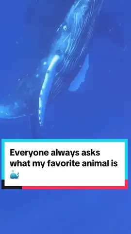 T-minus 4 months until the whales are back, & our kayaking livestreams 🐳 (also, id you are ever fortunate to kayak with whales, do not approach within 100 yards- let them come to you! This video is edited) #whales #fyp #divedivelive 