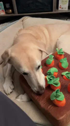 What’s up Doc?  Stevie takes on a carrot puzxle to sniff out some treats!! #treats #puzzle #carrots #spreadsteviejoy  #steviethewonderdog #chawareness #cerebellarhypoplasia #cerebellarhypoplasiadogs #disableddogs  #labs #cutedog #funnydog   #rescuedogs #yellowlab #labradorretriever 