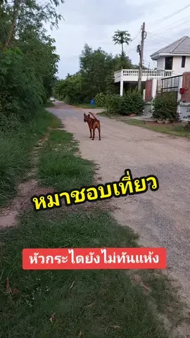 เอะอะจะออกนอกบ้านตลอดดด🤣 #หมาชอบเที่ยว #หมาไทยหลังอาน #หมาไทย #หมาน่ารัก #หมาเที่ยว #หมาออกนอกบ้าน #thairidgeback #หมาน่ารัก #สวนสัตว์tiktok #PetsOfTikTok #แงซายthethairidgeback 
