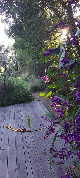 Hardenbergia or Native Sarsaparilla is an Australian climber, but is naturally a horizontal rambler and also makes a good trailing plant over retaining walls.  Very attractive indigo coloured pea flowers appear usually in the latter part of winter that really stand out against the dark leathery green leaves, especially when not much else is flowering.  It grows naturally around the coastline in SE Australia extending right up into central Qld coastline. Interestingly you can make a nice cup of tea from the leaves which tastes not too dissimilar to green tea. I think I might make one. Garden by @jimfogartydesign Modular House by @arkular_ Deck & Pergola @jntconstructions #plantingdesign #gardendesigntips #australiangarden #australianplants #morningtonpeninsulagardens #morningtonpeninsula #landscapearchitecture #landscapedesign #gardendesign #flinders3929 #flindersvillage #jimfogarty #jimfogartygardens #beachhouse #prefab #modularhomes #floodzonegardening #jimfogartydesign #arkular #architecture #Sustainability #modulararchitecture #nature #naturalgarden #plantbanksiasnotolives #hardenbergia #nativesarsparilla #tea