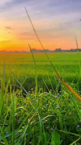 Mời anh về quê em đồng xanh ruộng lúa mênh mông#xuhuong #cảnhđẹpviệtnam #cảnhđẹpthiênnhiên #quêhươngtôi 