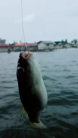 Buntalodon 😶 . . #ikanbuntal #buntal #mancingmania #mancingpinggiran #fishon #fyp #strikefish #mancing #fishing #ikan #bigfish 