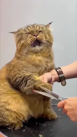 It’s so good!🥰#tiktok #foryou #cat #cats #funny #funnyvideos #catsoftiktok #funnytiktok #funnycat #fypage #fypツ #catlover #cute 
