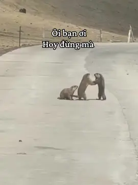 Xin đừng cãi nhau xin đừng….  #funnyvideos #fyp 