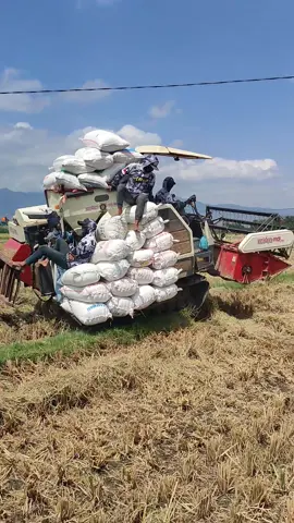 REKOR KOMBI SAWAH BIMO eps 91 #kombisawah #kombisawah2024 #maxxibimo #kombibimo2024 #harvestermachine #combineharvester #combinemachine #maxxibimocombine #fyp #foryou #foryoupage #riceharvester 