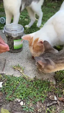 catnip cat reaction #catlover #cats #kittens #cat #cattok #catmoms #catmomproblems #catmomlife #kittensoftiktok #straycat #straycats #straycatsoftiktok #catnip #catniphigh 