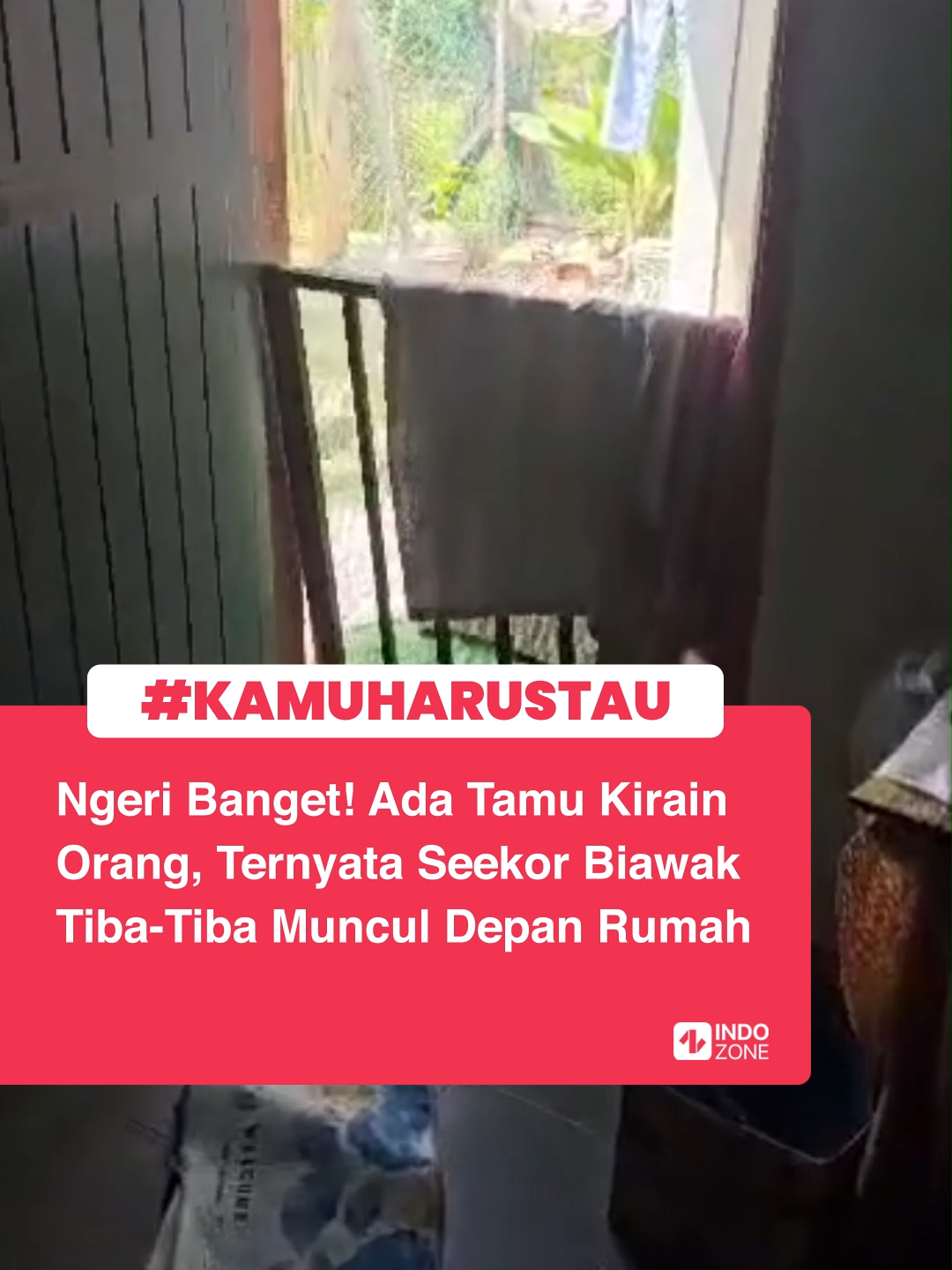 Sebuah video viral menampilkan momen mengejutkan saat seorang biawak besar muncul di depan sebuah rumah.  Video tersebut dibagikan oleh pengguna TikTok dengan nama akun anne_achey21.   Dalam rekaman tesebut, biawak berukuran besar terlihat mencoba masuk ke dalam rumah dengan mencoba memanjat pagar kecil yang ada di depan pintu.  Tidak diketahui dengan pasti bagaimana biawak tersebut bisa muncul di lingkungan permukiman tersebut.  Sontak video tersebut mendapat komentar dari warganet.  