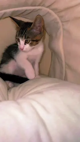 New addition to the family Smokey 💕 #kitty #cat #pets #kittycat #fyp 