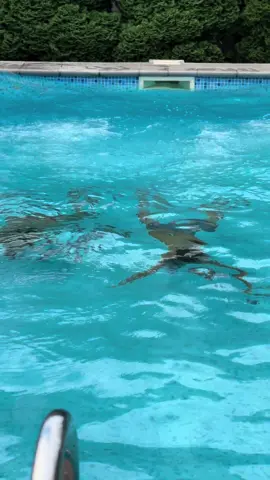 #Summer #vacation #brothers #pool #kids #5kids #birca24 #football #moldova #chisinau 