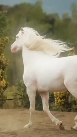#libertà #cavalli  #cavallobianco  #cavallichepassione  #libero  #correre #libero  #animali #bellezza  #amoreperglianimali  #neiperte #voliamoneiperte 