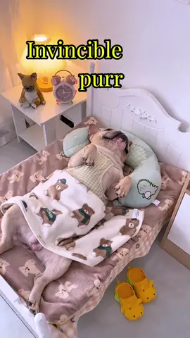 Unlock a new sleeping position every day Sleeping Position Ecstasy This Sleeping Position #StupidDog #frenchbulldog #cutepetdebutplant #dog#sillydog#sleep #foryou #funny #funnyvideos #trending