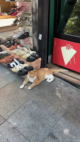Some of the cats I saw at Day 1 in Istanbul 😻 they’re so chill i love it here ❤️ #CapCut #catsoftiktok #istanbul 