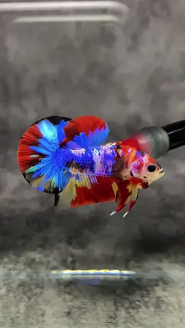 Nemo Galaxy Good Form🤤 #cacanh #cabetta #bettadep #bettafish #hiệpbettafarm #betta 