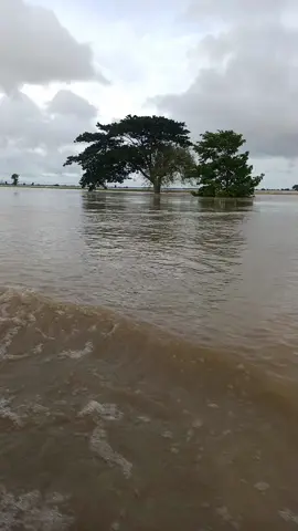 #မြစ်ရေတက်နေပီ#ရေမကူးတက်ဘူးး🤣 #ရေးဘေးကနေအမြန်ဆုံးလွတ်မြောက်နိုင်ကြပါစေ🙏#myanmar🇲🇲🇲🇲🇲🇲❤️❤️❤️#ရေးဘေးကယ်ဆယ်ရေးကအပြန်#fypシ゚viral #tiktokmyanmar🇲🇲#fypပေါ်ရောက်စမ်း😒 