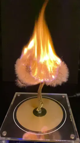 Musik Tesla Coil VS Spinning Fish 🐠#experiment #fy #viralvideo #musikteslacoil #teslacoil #Musik #