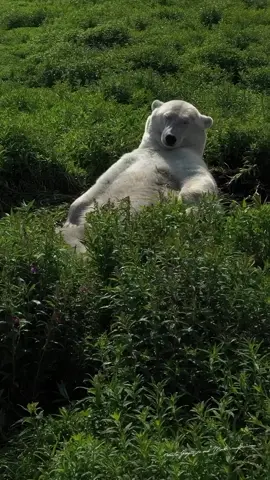 Nodding off! 🐻😴 Ever seen a bear about to nap?  This big guy is ready to catch some serious Z's and it's absolutely adorable! Huge thanks to @mywildlive for this cozy moment 📸🎥. Follow us for more heartwarming wildlife videos and fun animal antics! 🐾  #CreatureCops #BearNap #SleepyBear #WildlifeLovers #NatureMoments #AnimalMagic #BearLife #WildlifePhotography #AnimalLovers #NatureLovers #InstaNature #WildlifeVideos #CuteAnimals #BearHugs #DailyWildlife